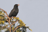 Turdus merula